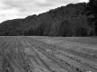 Crop Field along Vermont Route 30 in Brattleboro