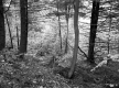 Gates Property, Forest View
