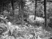 Gates Property, Forest View