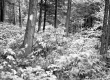 Gates Property, Forest View
