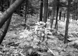 Gates Property, Forest View