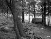 Gates Property, Tent in Forest