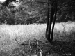 Gates Property, Field and Forest