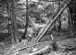Chase Property, Forest View