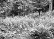 Chase Property, Ferns and Forest