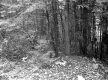 Chase Property, Forest View