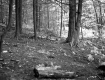 Chase Property, Forest View