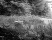 Chase Property, Field and Forest