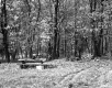 Fordham Property, Forest View