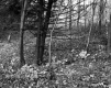 Fordham Property, Forest View