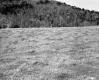 Turner Property, Field and Forested Hills