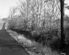 Brockway Property, Trees and Shrubs along Road
