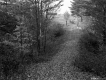 Hill Property, Path through Forest