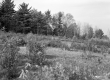 Hill Property, Field and Forest