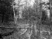 Hill Property, Forest View