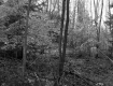 Hill Property, Forest View
