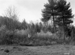 Hill Property, Field and Forest