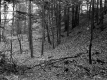 Hill Property, Forest View