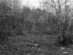 Hill Property, Forest View