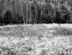 Davis Property, Field and Forest