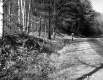 Davis Property, Forested Hills