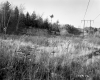 Smith Property, Field and Forest