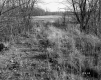 Smith Property, Field and Forest