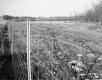 Smith Property, Farm Field