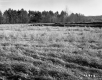Bushey Property, Field and Forest