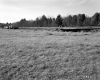 Bushey Property, Field and Forest