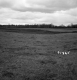 Hibbard Property, Field and Forest