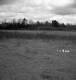 Hibbard Property, Field and Forest