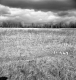 Hibbard Property, Field and Forest