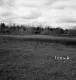 Hibbard Property, Field and Forest