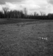 Hibbard Property, Field and Forest