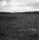 Hibbard Property, Field and Forest