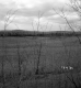 Hibbard Property, Field and Forest