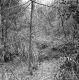 Barrett Property, Forest View