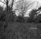 Barrett Property, Forest View
