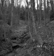 Barrett Property, Forest View
