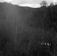 Barrett Property, Forest View