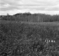 Barrett Property, Grassy Field and Hills
