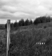 Barrett Property, Patch of Conifers on Hill