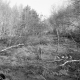 Dingler Property, Forest View