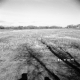 Dingler Property, Open Field