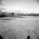 Dingler Property, Open Field