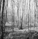Dingler Property, Forest View