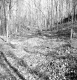 Dingler Property, Forest View