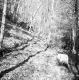 Dingler Property, Forest View