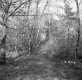 Dingler Property, Forest View